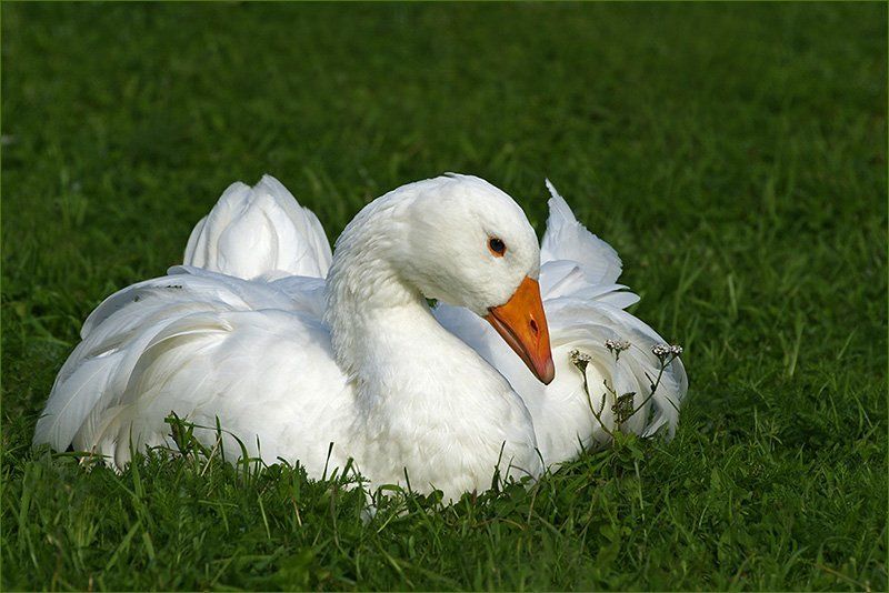 гусь, тысячелистник, цветок, птица Букетик для любимой... фото превью