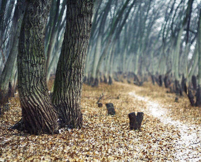 деревья, тропа, зима, листья Тропинка. фото превью