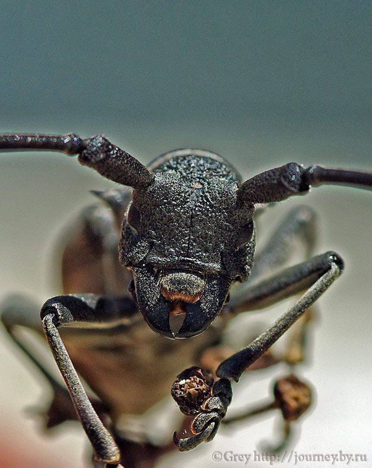 , Сергей Павлов