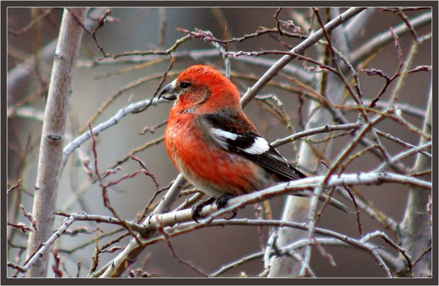 клёст, Солодухин Виктор