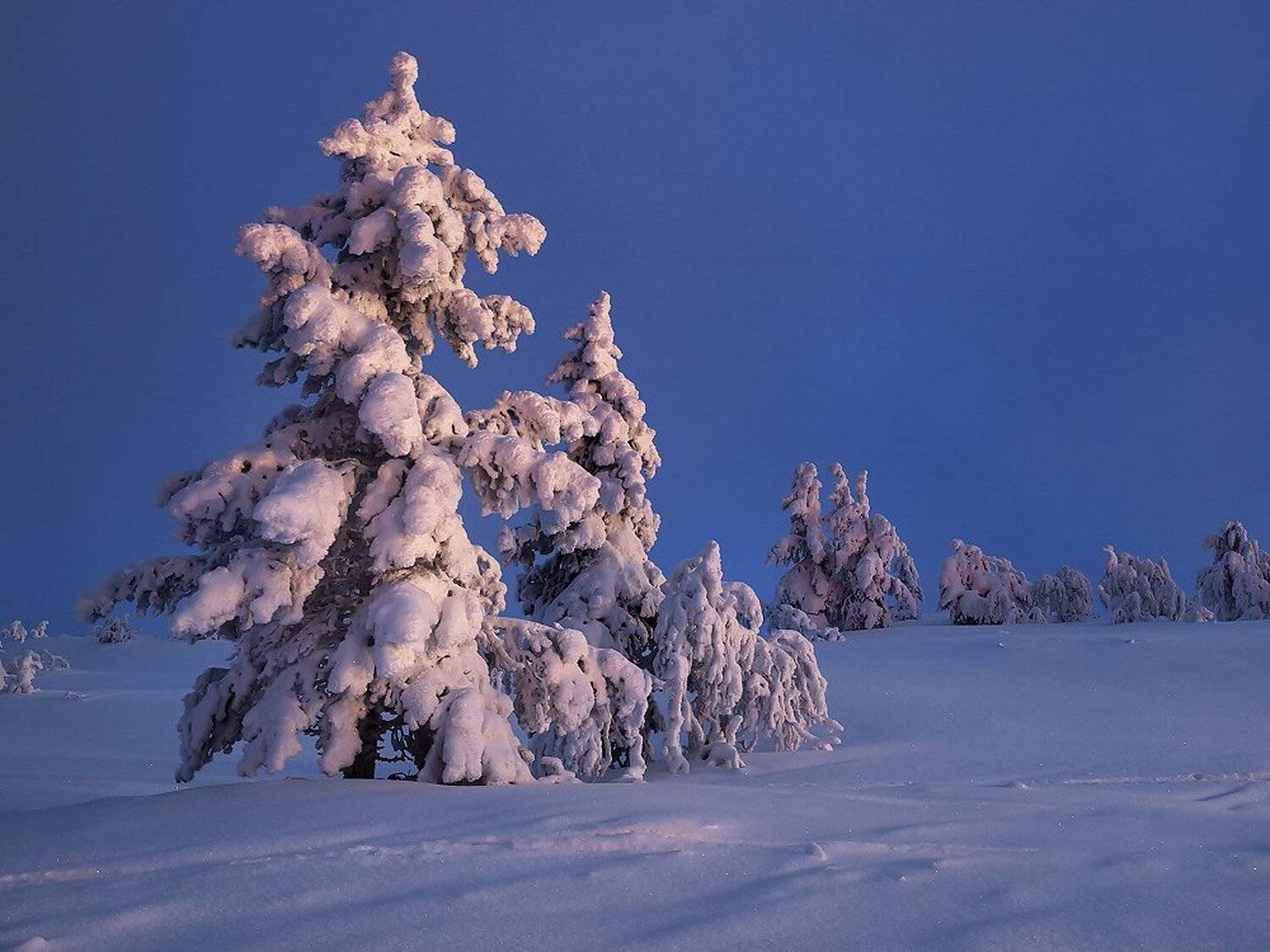 , Максим Евдокимов