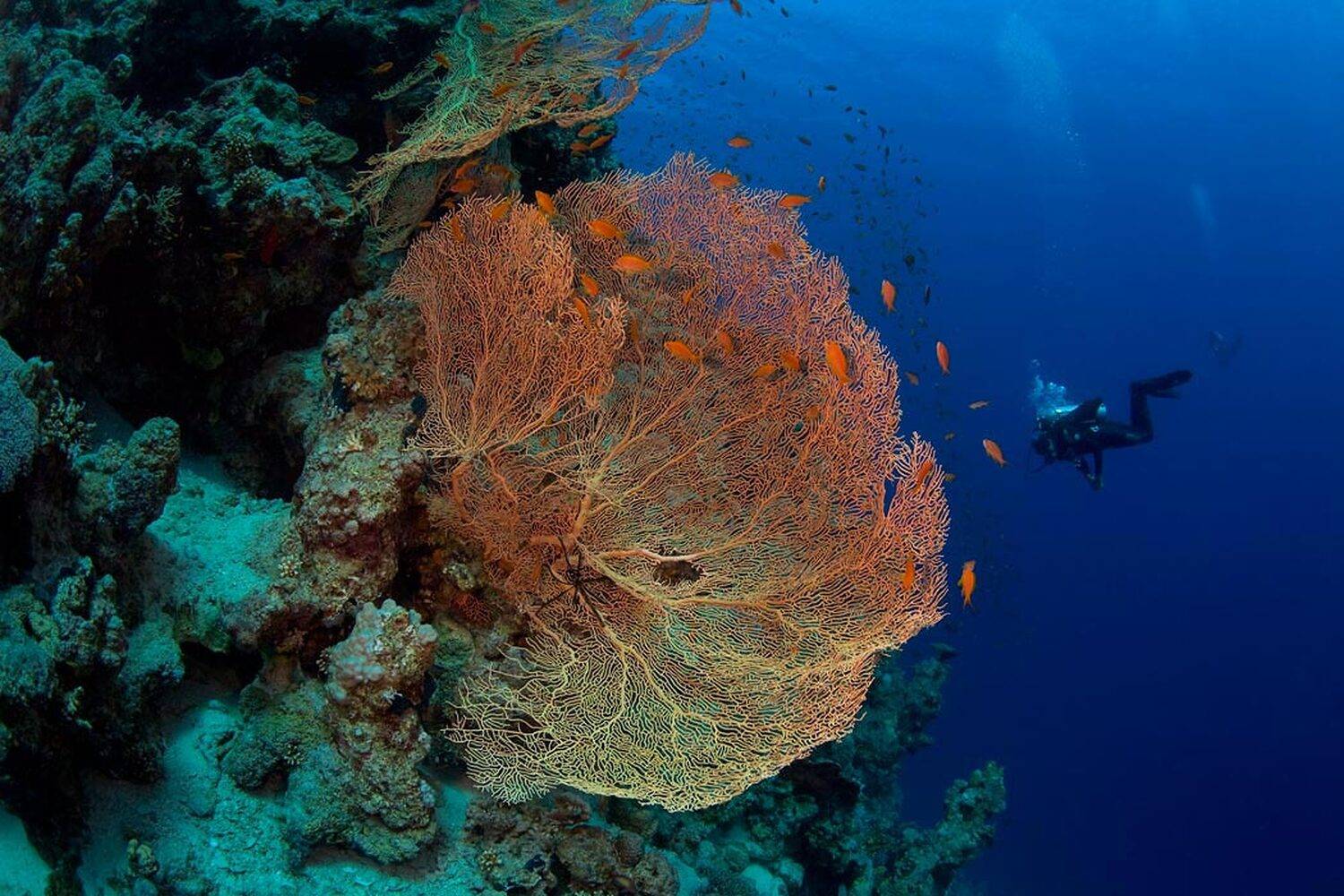 , Андрей Каменев