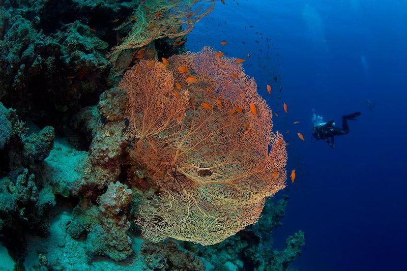 Dahab\'2009 фото превью