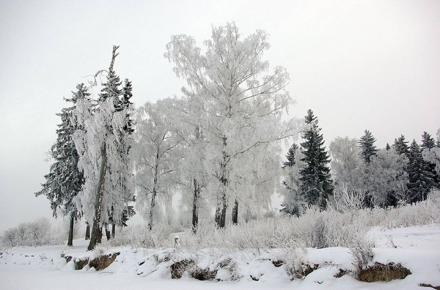 лес,зима, Солодухин Виктор