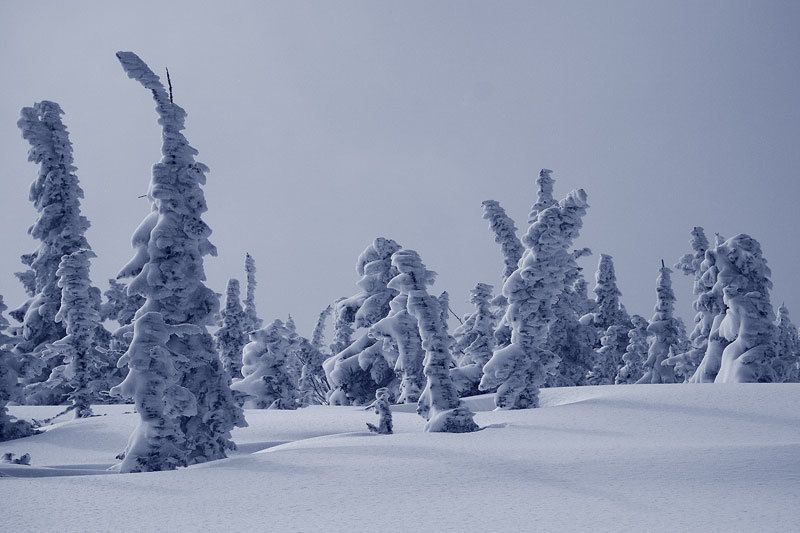 в зимнем сне фото превью