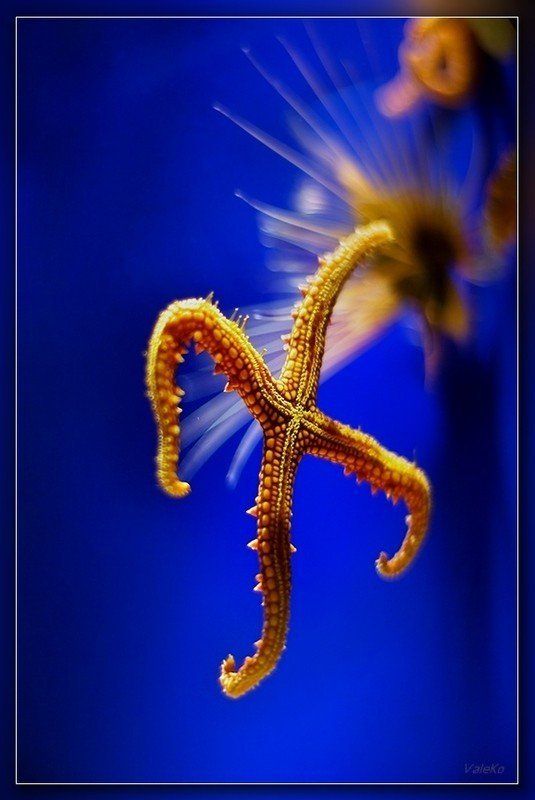 ***** фото превью