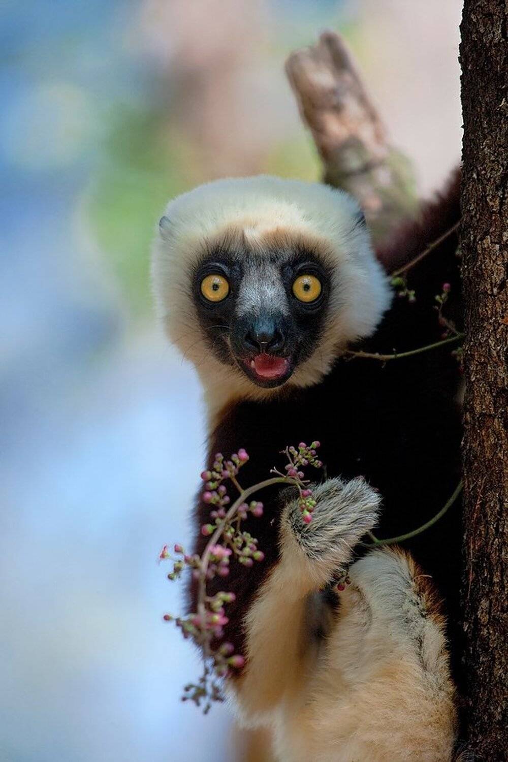 , Андрей Каменев