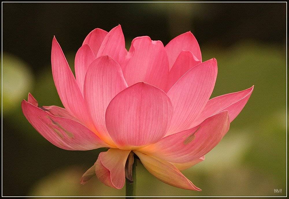 цветы, лотос, vicm