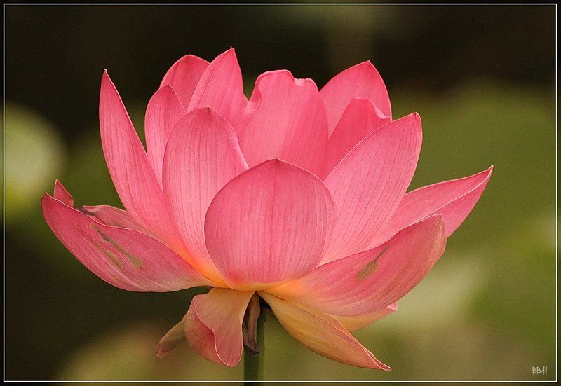 цветы, лотос  фото превью