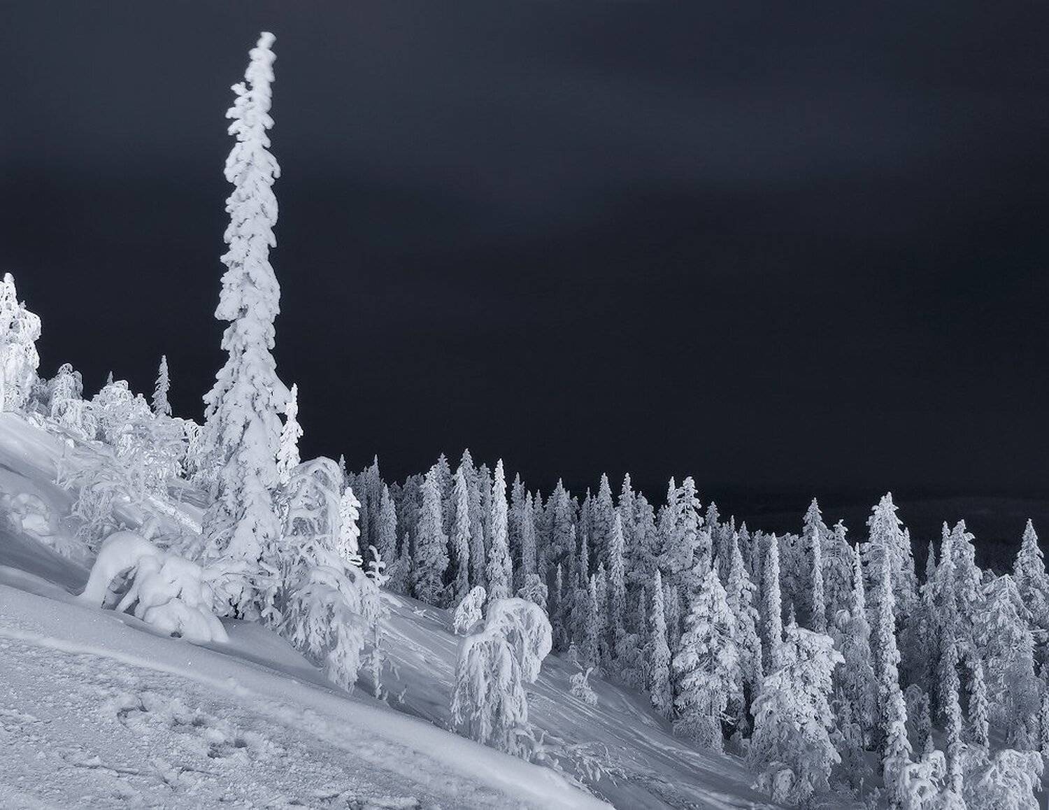 , Максим Евдокимов