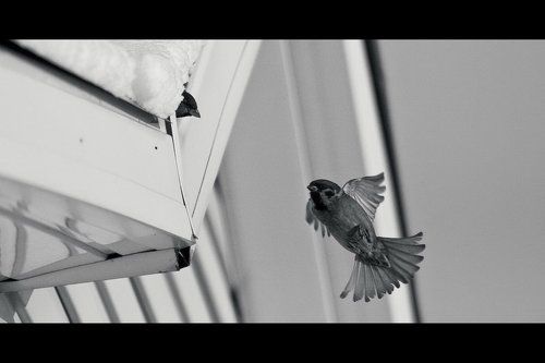 Скорее, домой!