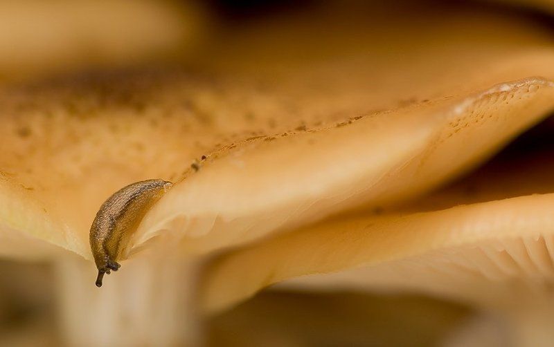 слизень, опята все мое... фото превью