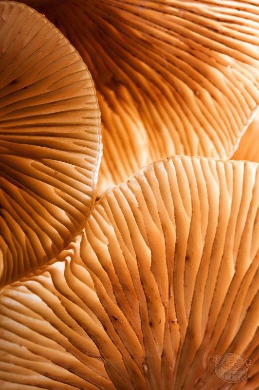 грибы, макро, Amazon-san