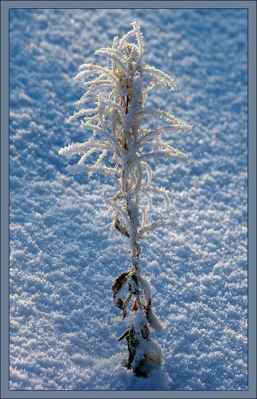 кипрей,иней Иван-чай зимой фото превью