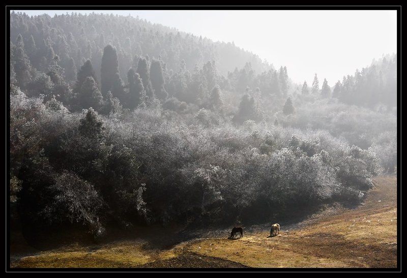 Лес проснулся фото превью