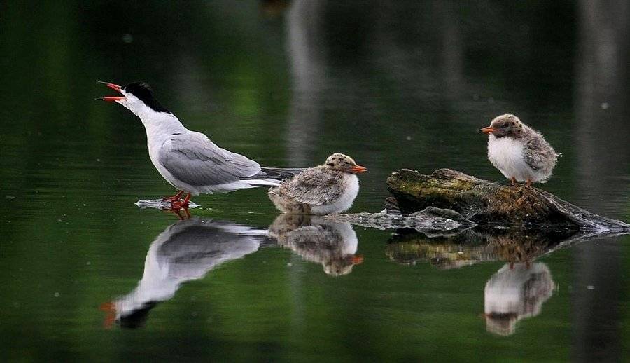 чайки, птенцы, Василий Черкасский