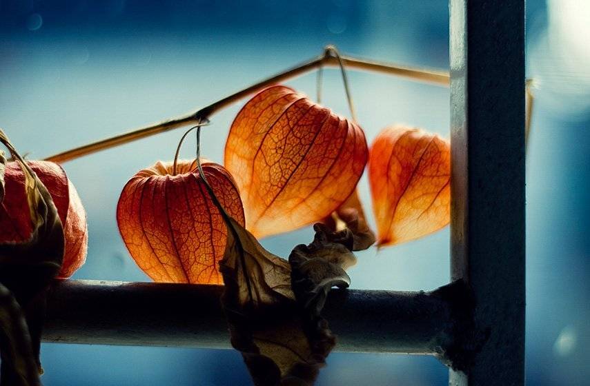 огоньки, растения, оcень, решётка, физалис, красный, Александр Ёж