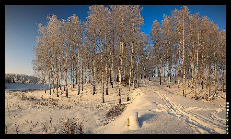 пейзаж, зима, снег. фото, панорама, березки, береза, липецк, природа, рассвет, лес, небо, январь, мороз, canon, Алексей Строганов