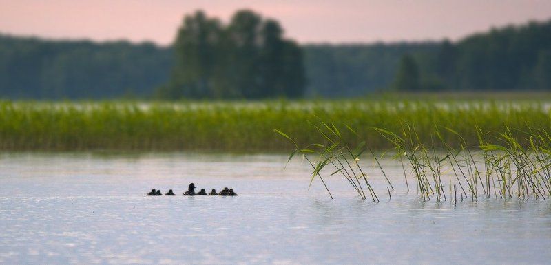 Выводок фото превью