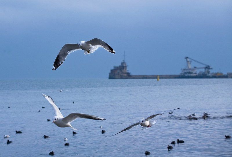 феодосия, порт Танго втроём... фото превью