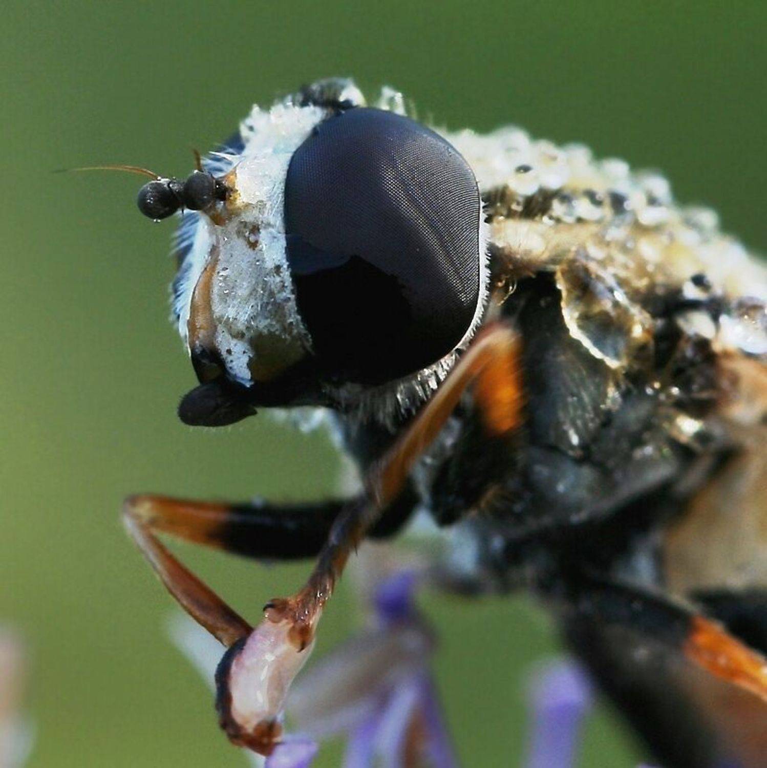 роса, муха, Василий Черкасский