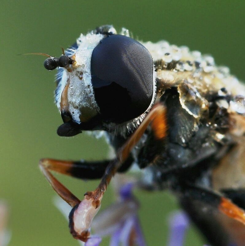 роса, муха Мокрый мух фото превью