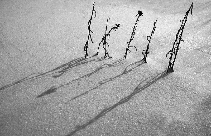 Тени фото превью