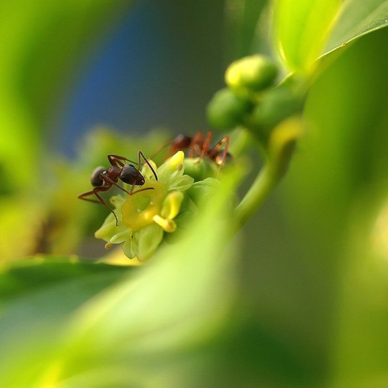 *** фото превью