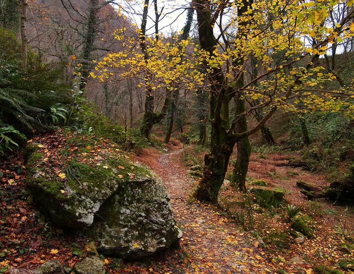 абхазия, камень, декабрь, Toska