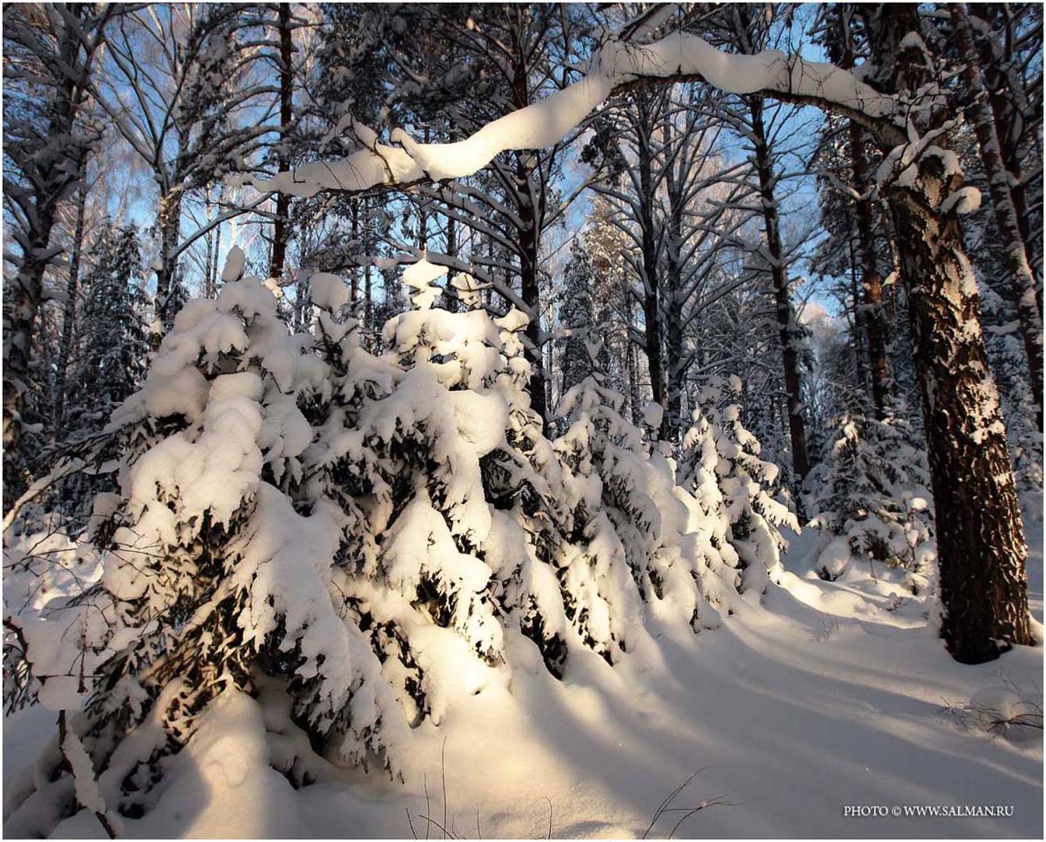 зима,снег,лес,salman,, salman