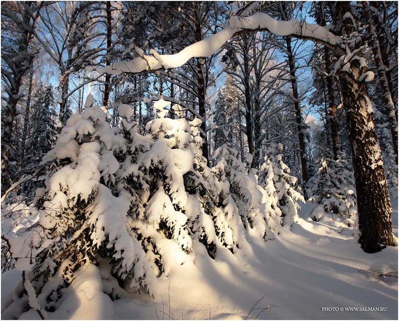 зима,снег,лес,salman, сказка фото превью