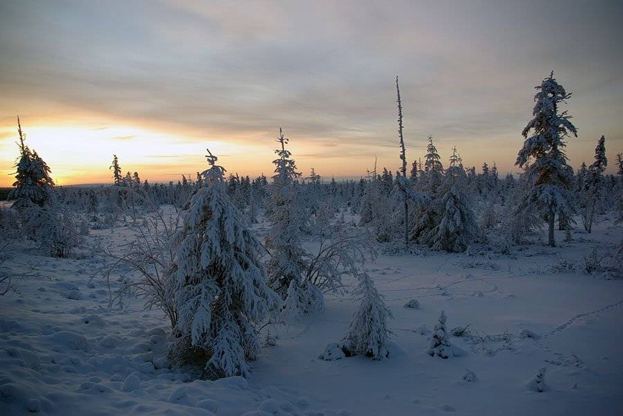тайга,заря,зима, Солодухин Виктор