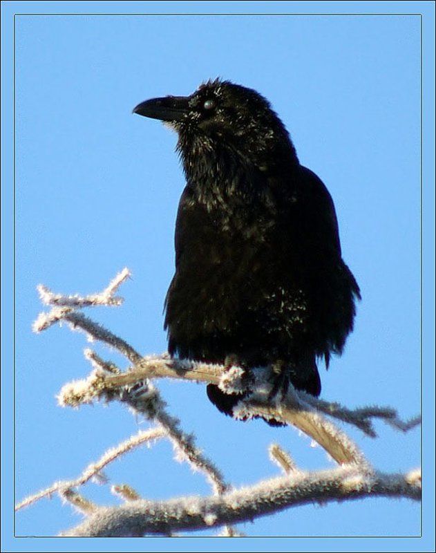 ворон Ворон фото превью