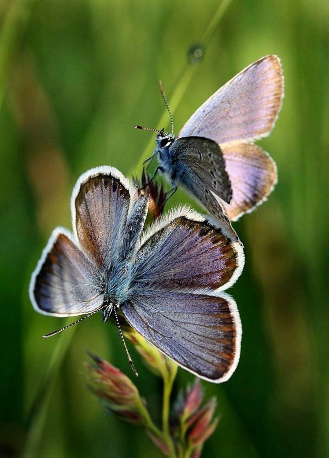 бабочки, лето, Василий Черкасский