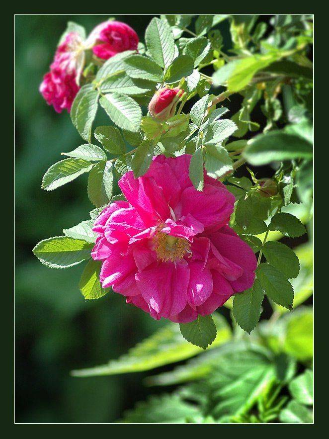 , Юлия Чекмарева