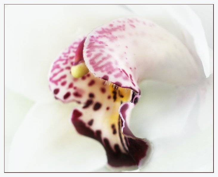 , Юлия Чекмарева