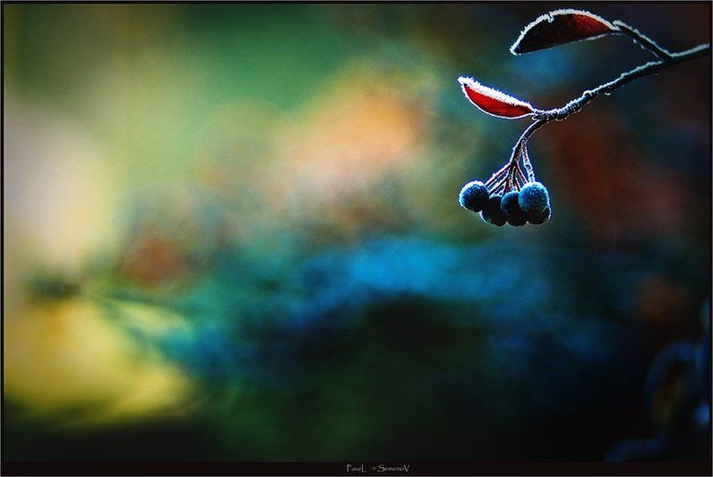 заморозки, утро, черемуха, иней, осень, 54, shelphur Заморозки фото превью