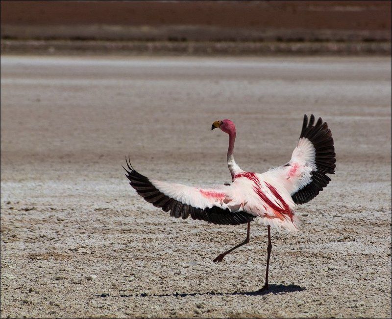 боливия Танец Фламинго фото превью