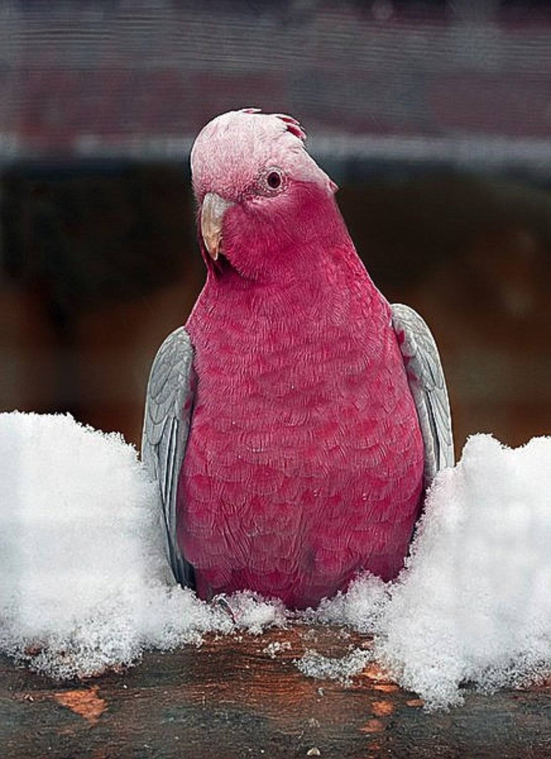 , Дмитрий Сегодник