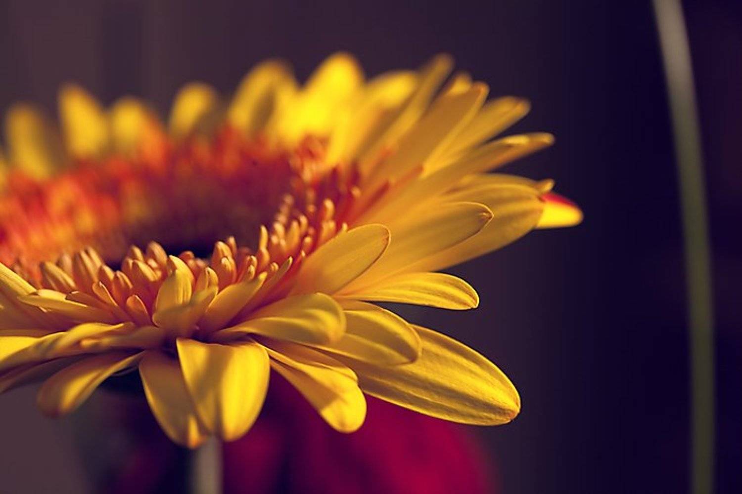 весна, цветы, гербера, Lelya