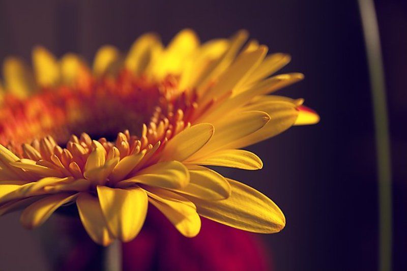 весна, цветы, гербера dreams фото превью