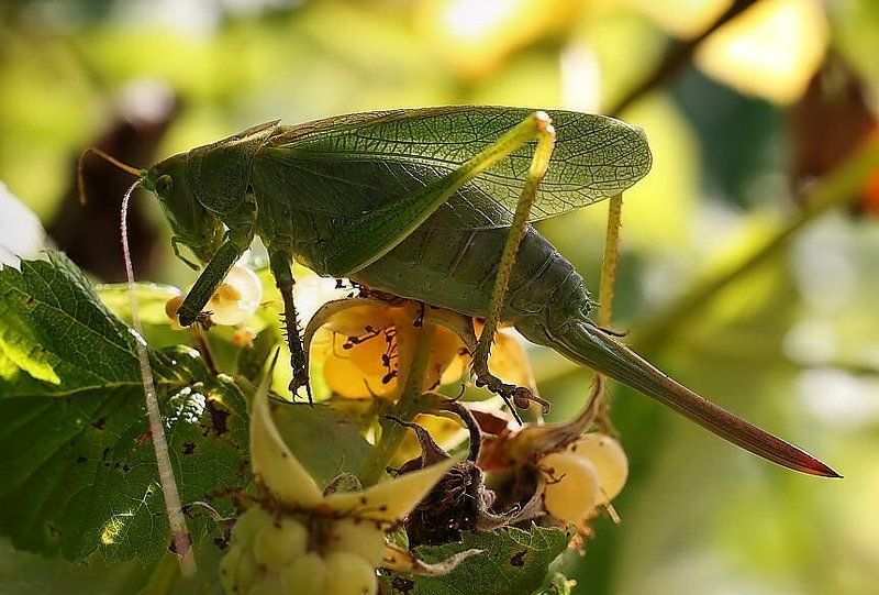 Обед фото превью