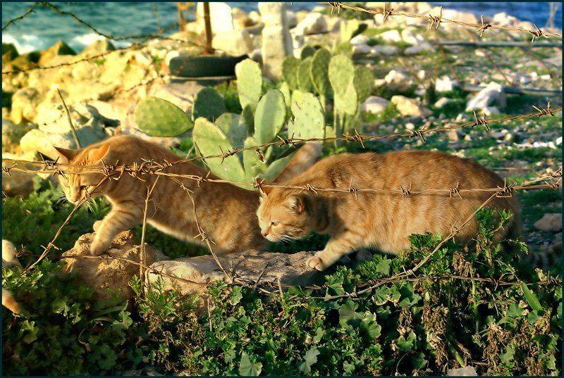 рыжие, кошки, коты, mariavgorskaya