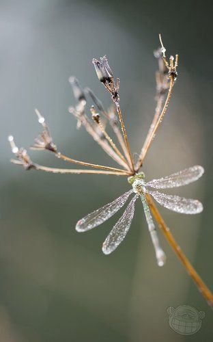 Канделябр