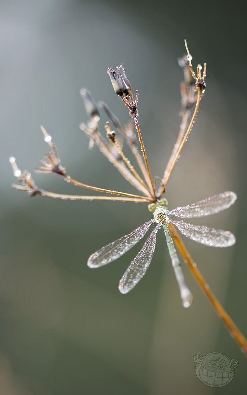стрекоза, сушнячёк, утро туманное, макро Канделябр фото превью