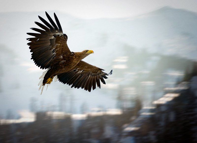 Свободен фото превью