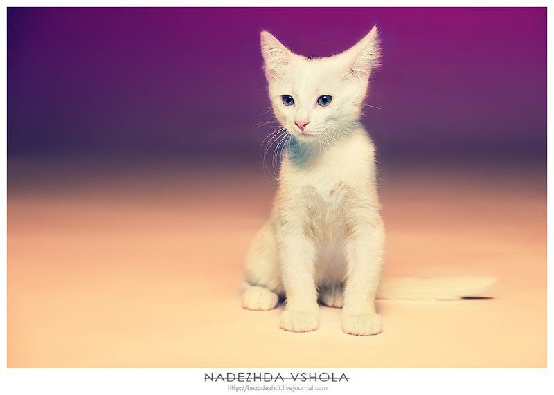 котэ, животные, студия Амур фото превью