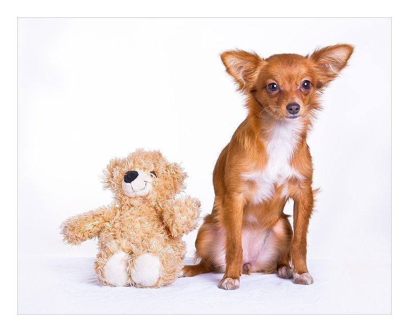 русский, той-терьер Фото о закадычных друзьях... фото превью