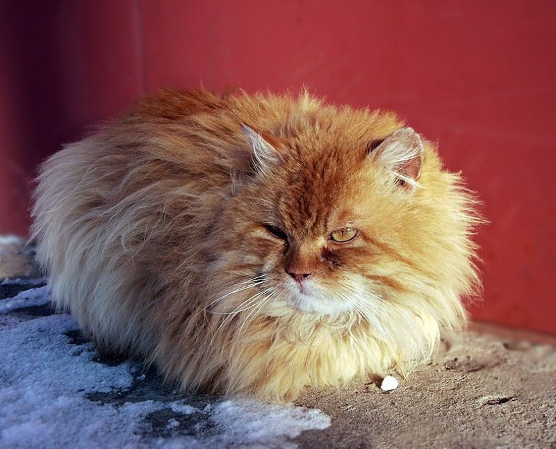 Клубочек фото превью