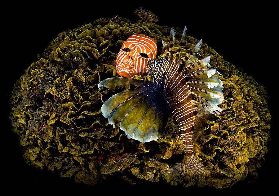 , Сергей Шанин